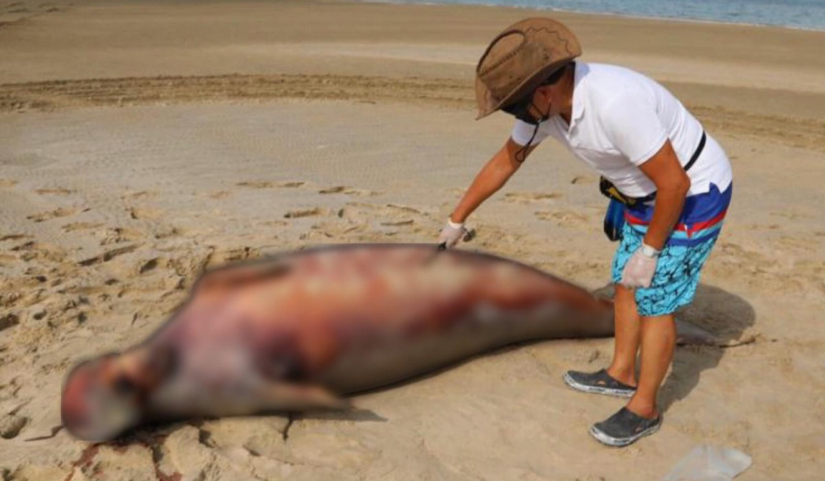 Dead Dugong